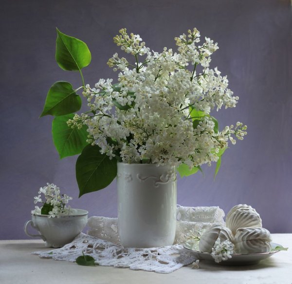 Натюрморт сирень белая сирень