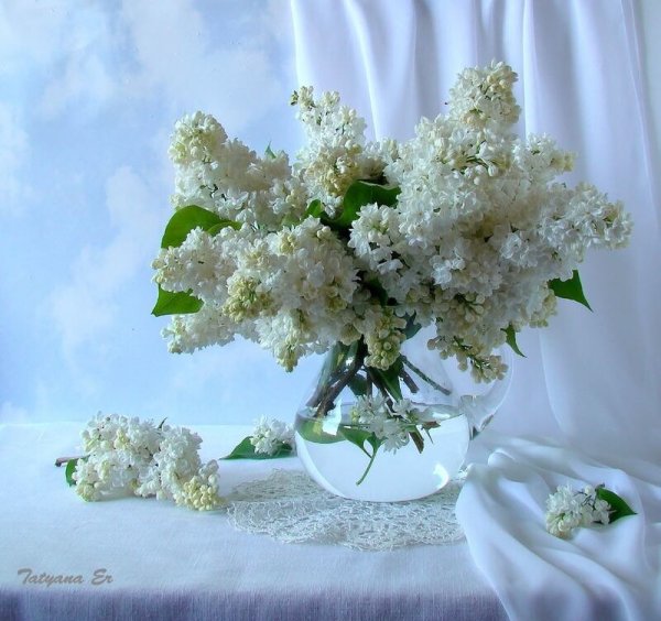 Белая сирень в вазе