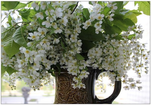 Стихи про черёмуху цветущую