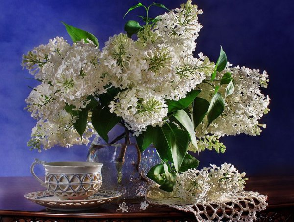 Натюрморты с белой сиренью