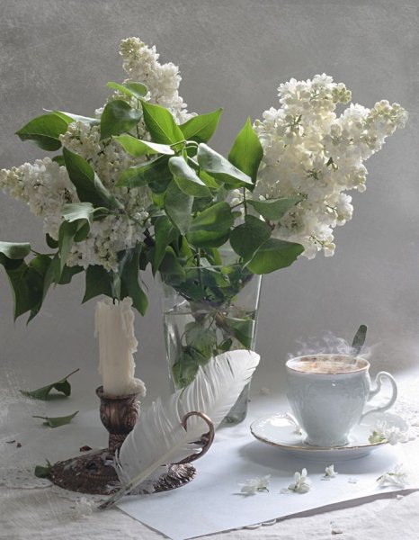 Сирень яблоня черемуха летний сад