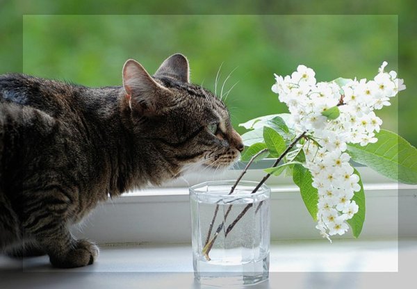 Белая сирень плейкаст