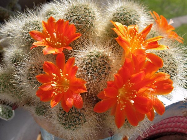 Rebutia grandiflora