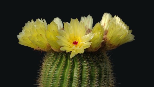 Notocactus Minimus