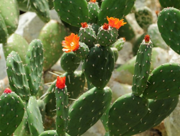Опунция Opuntia quitensis
