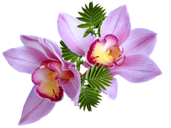 Цветочки на прозрачном фоне