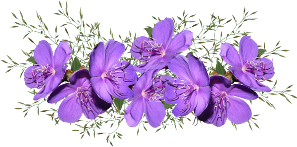 Цветы на прозрачном фоне