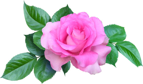 Цветы на прозрачном фоне