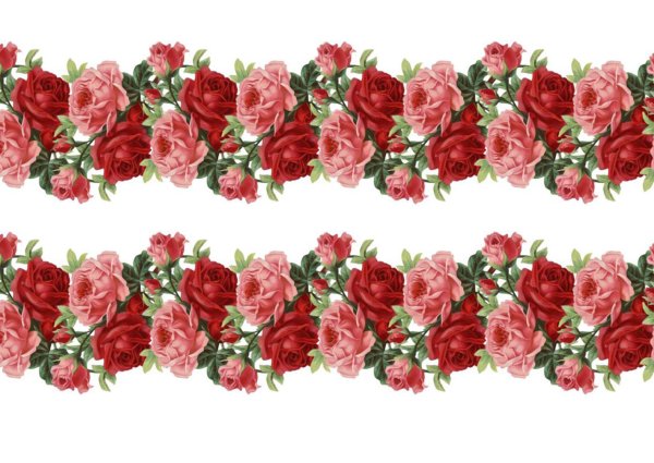 Розы бордюр