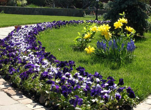 Лобелия в рабатке