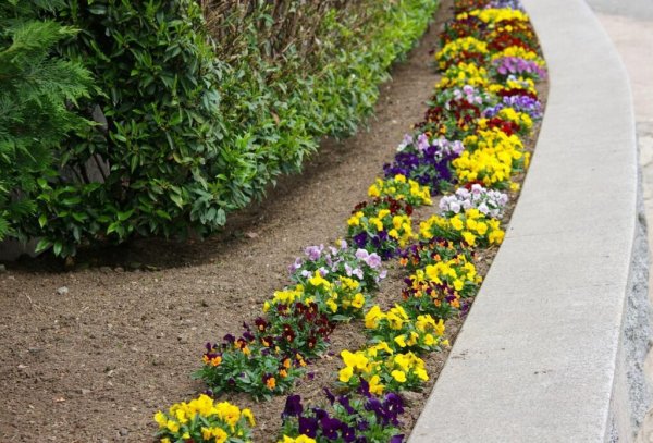 Рабатка Тунберга