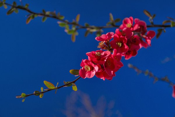 Айва японская ветка