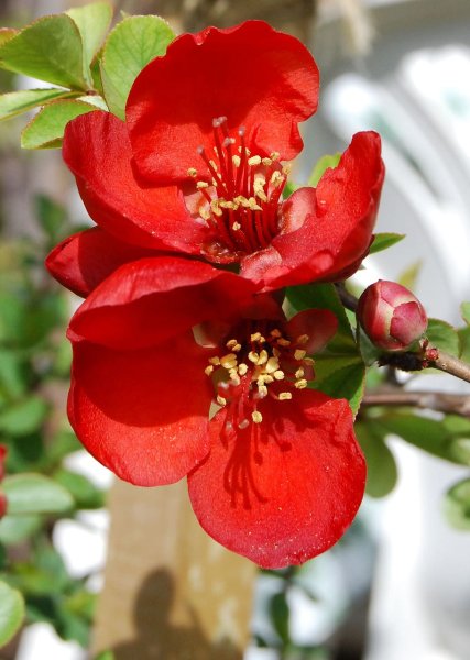 Айва японская Chaenomeles japonica