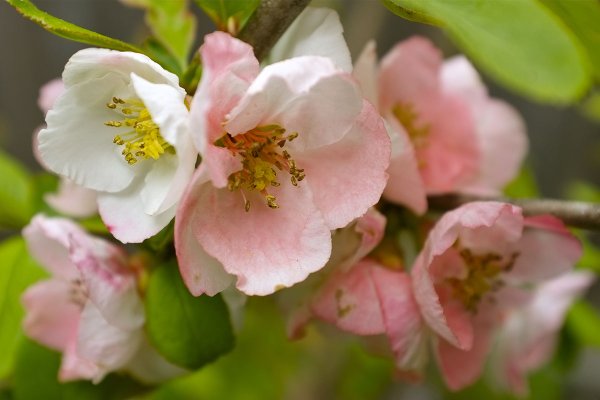 Chaenomeles speciosa 'Toyo-Nishiki'