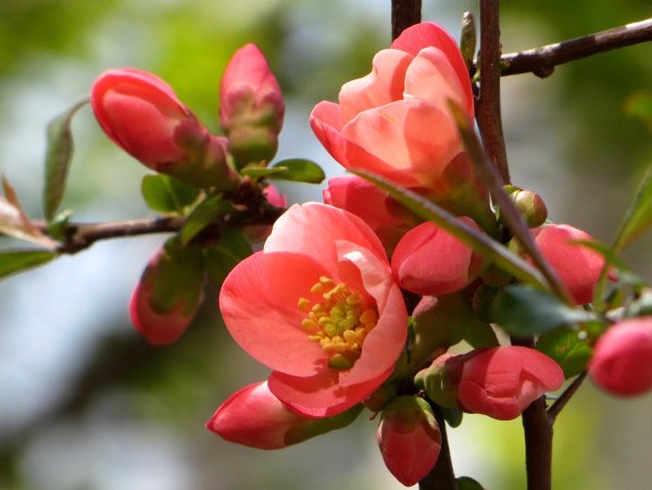 Хеномелес/айва японский (Chaenomeles japonica sargentii p9)