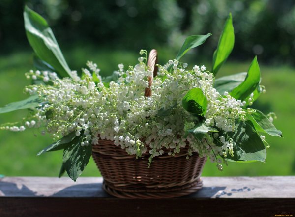 Сирень обыкновенная "Нина"