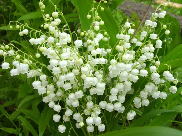 Сирень гималайская
