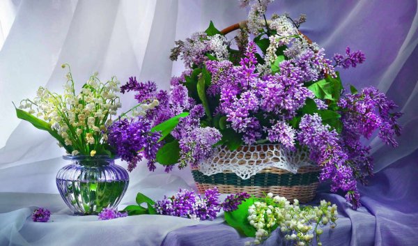 Персидская сирень цветы