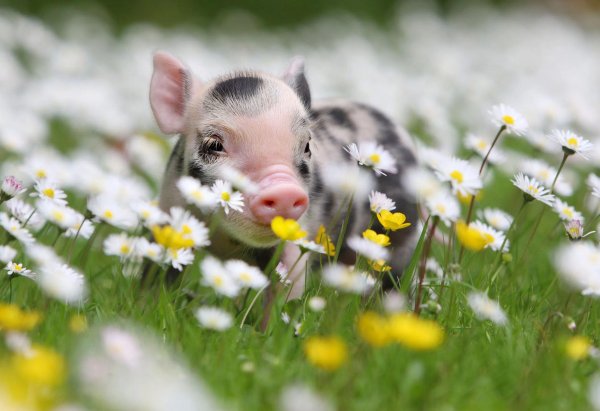Поросенок с цветами