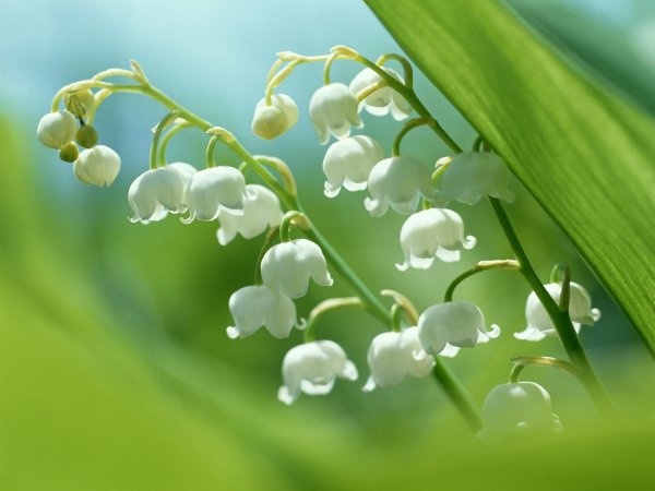 Майские цветы