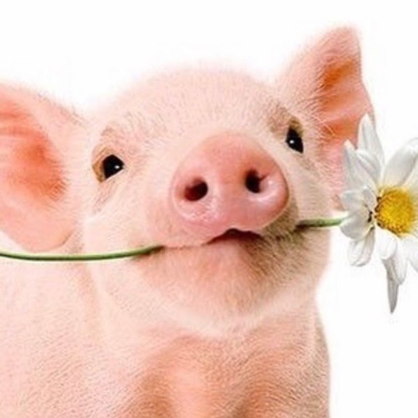 Поросенок с цветком