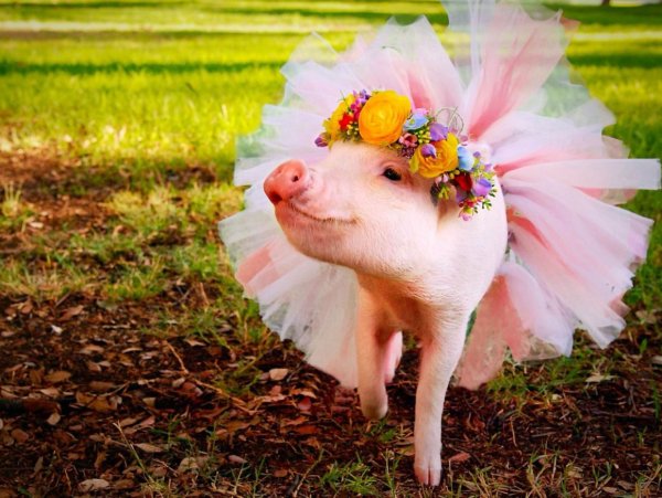 Поросенок в венке