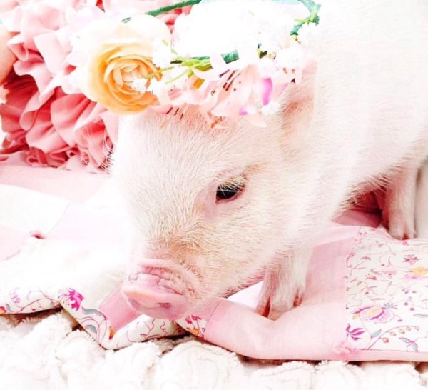 Свинка картинка