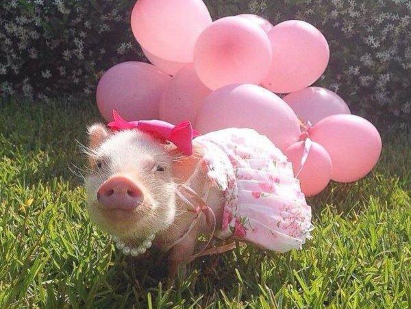 Розовая Свинка