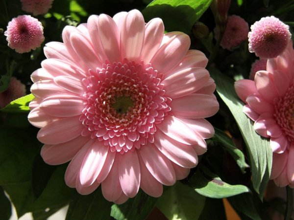 Гербера непальская