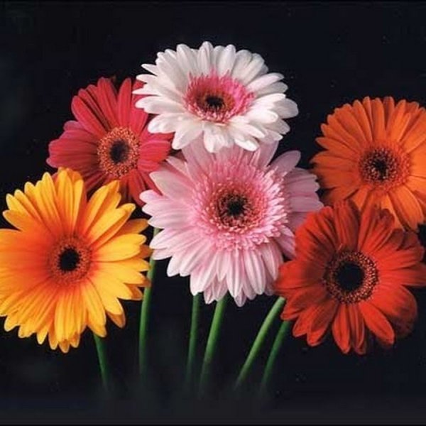 Герберы фиолетовые