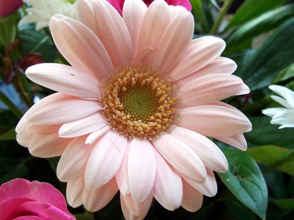 Бербер цветок