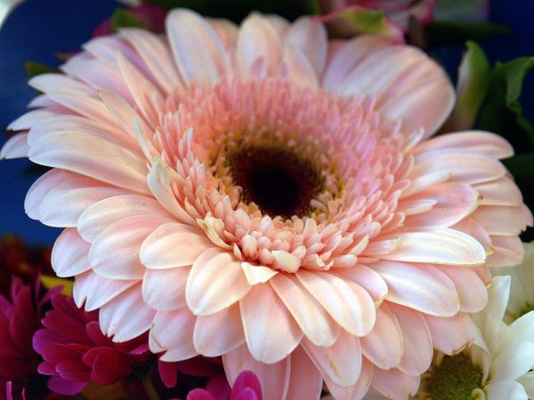 Гербера зеленолистная