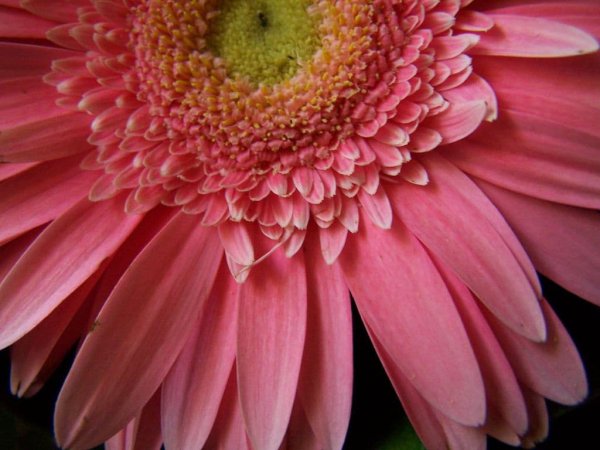 Покажи берберы цветы