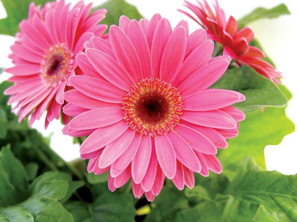 Гербера зеленолистная