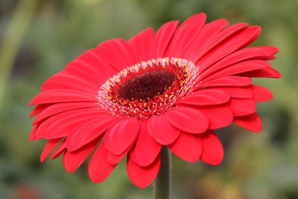 Гербера Полевая