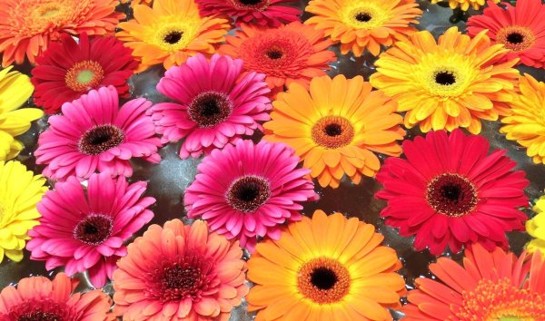 Цветы герберы однолетки или многолетки