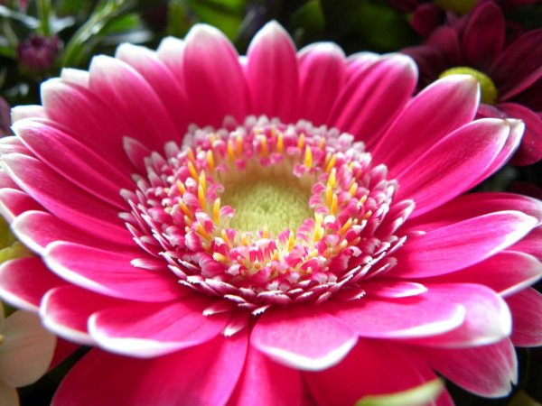 Двухцветные герберы