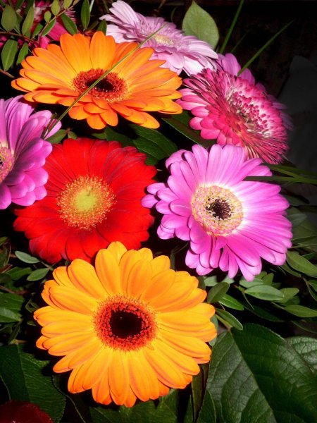 Урсиния цветок