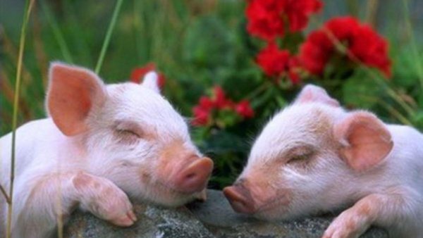 Хрюша с цветами