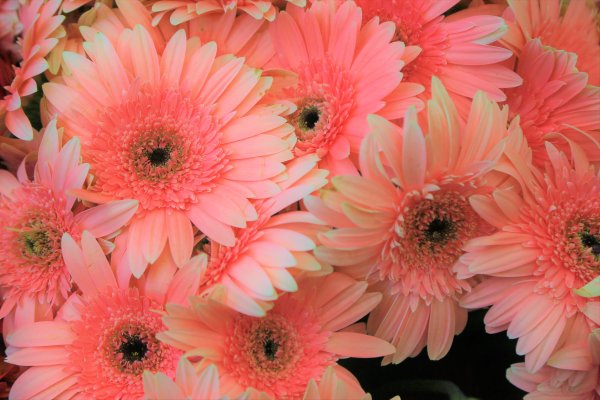 Гербера фламенко