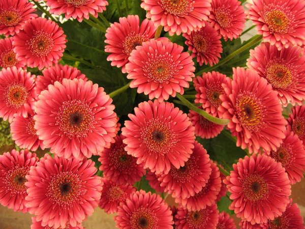 Гербера зеленолистная