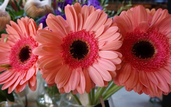 Гербера Мариатта