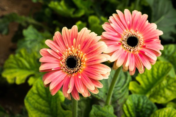 Гербера Абиссинская