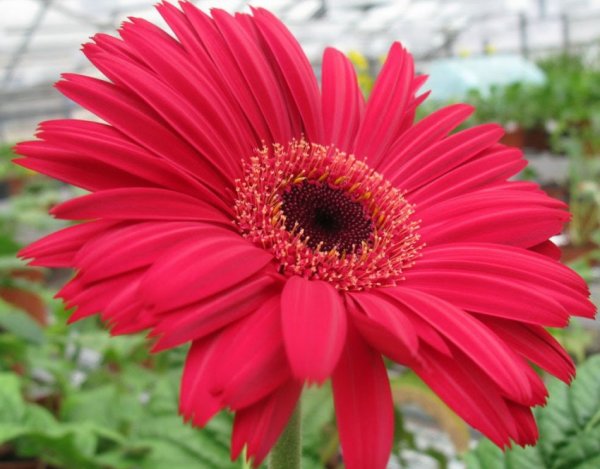 Гербера Вега