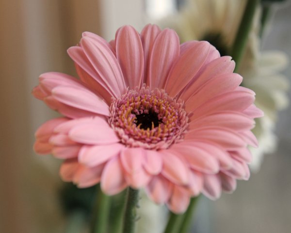 Гербера Джемсона розовая