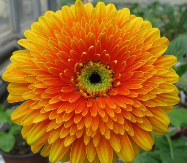 Гербера колор Блум