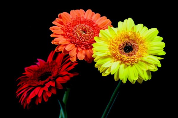 Яркие герберы