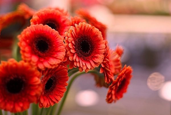 Гербера фламенко