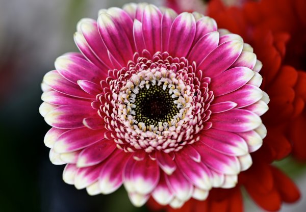 Маргаритка Гербера