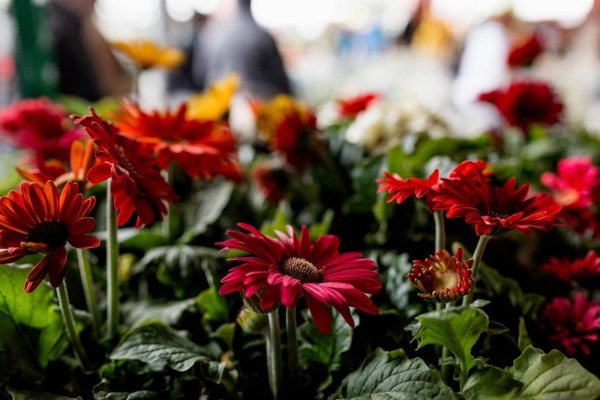 Гербера Садовая